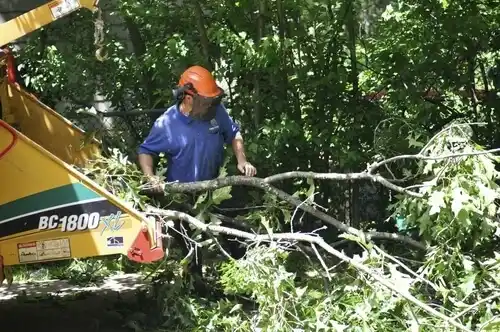 tree services Staatsburg